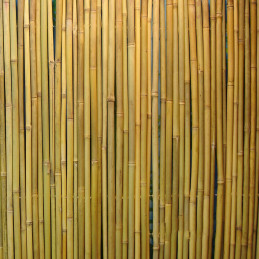 Bambuaita IN GARDEN 3m...